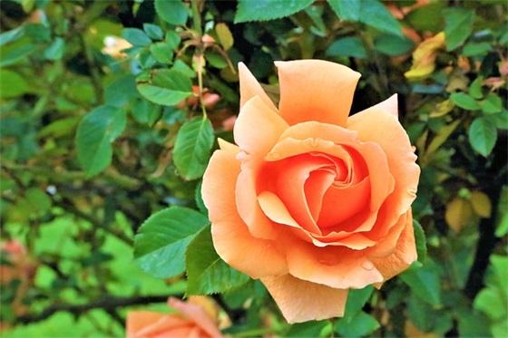 男生官宣女朋友的文案汇总 2026官宣对象的句子