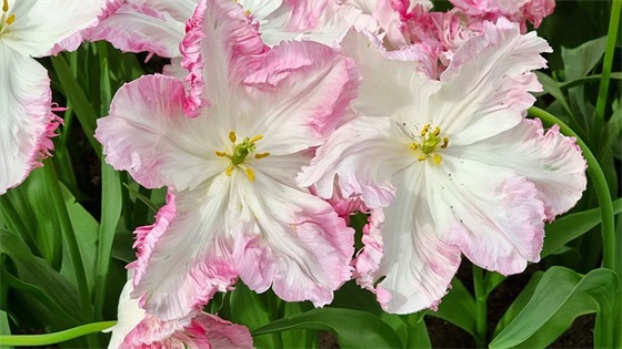 春天来了的优美句子 描写春天的句子