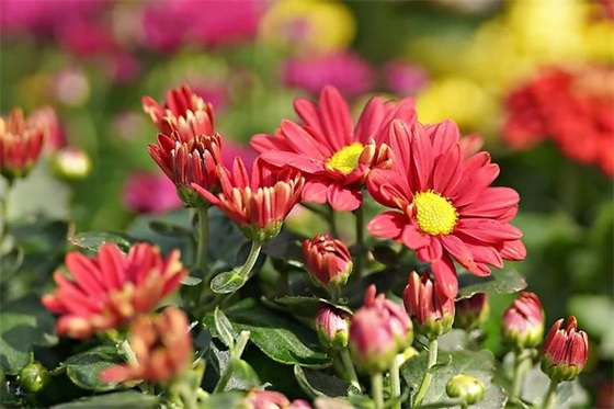 描写树叶的句子