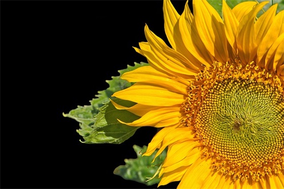 2026委婉表白句子