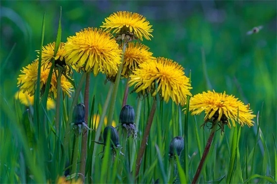 描写桂花外形的句子24句