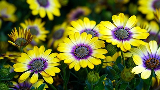 关于地球的祝福语 对地球的祝福语