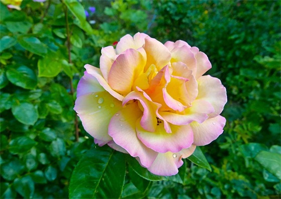 教师回复家长的新年祝福语 教师给家长的新年祝