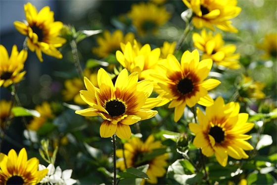 生千金祝福语28句