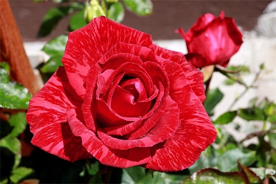 想念一个人的伤感句子优美