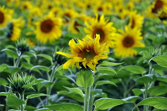 关于祝小男孩生日快乐的句子(适合男孩过生日的句子)