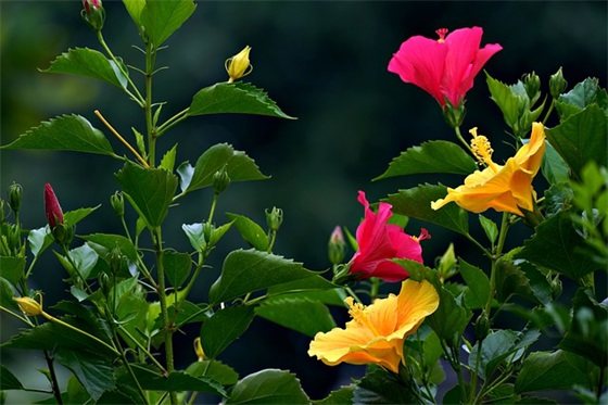 逻辑思维句子摘抄 形容逻辑思维的句子