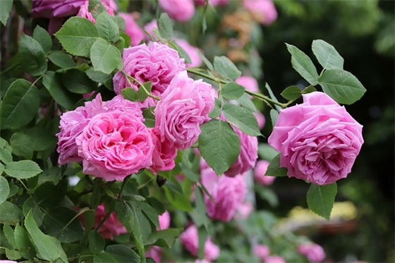 结婚二十周年文艺句子