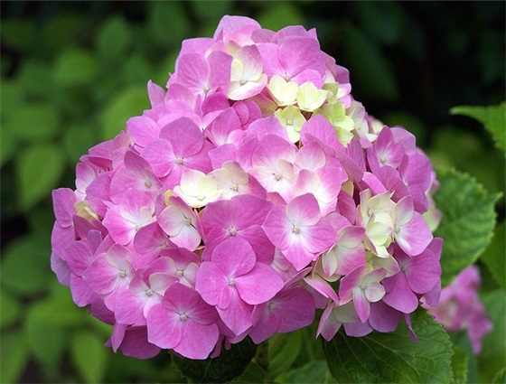 表达有妈才有家的句子 有妈才有家的祝福句子