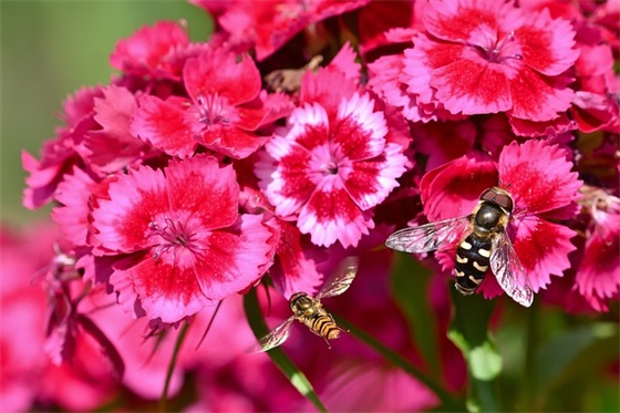 除夕的祝福语简短 除夕的祝福语简短