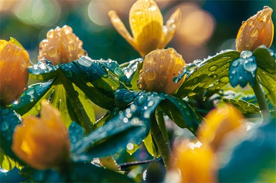 最经典的芒种节气祝福语大全 最经典的芒种节气祝福语大全
