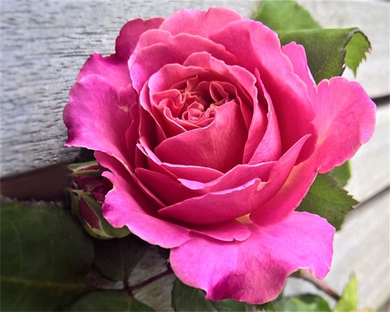 简单幽默的新婚祝福语(有创意的新婚祝福语精简)