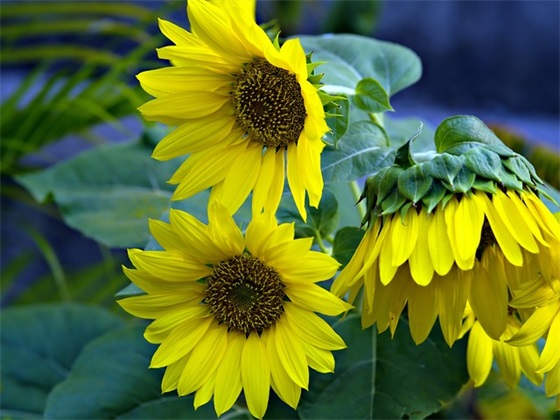 精选母亲节给妈妈的祝福语 精选母亲节给妈妈的祝福语