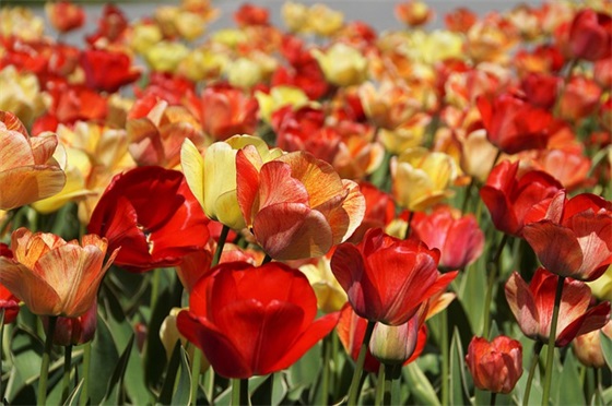 纪念512地震祝福语22句