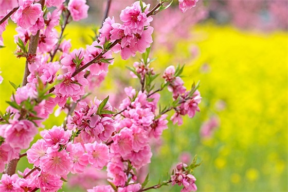 自己的生日祝福语简短 自己的生日祝福语简短