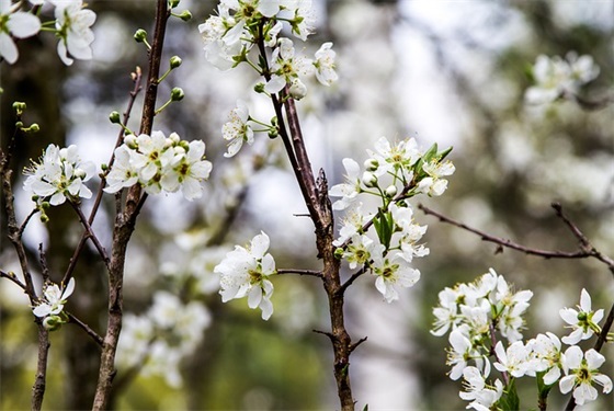 小学毕业祝福语简短诗意48句 小学毕业祝福语简短诗意48句