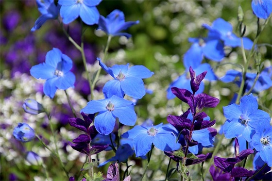 写给儿子的生日祝福语