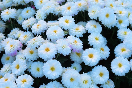 关于酒的企业口号86句