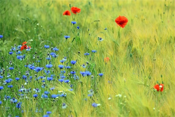 军训爱国口号 军训爱国口号押韵 军训爱国口号 军训爱国口号押韵