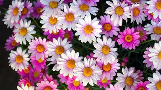 白酒销售公司口号87句