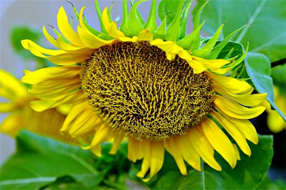 2026年防溺水教育安全标语 防溺水标语