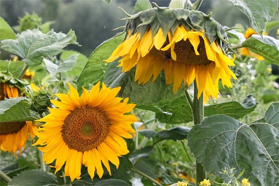 经典班级口号81句