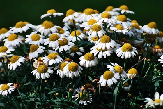 最新的描写盛夏的句子大全(动态描写的句子大全)