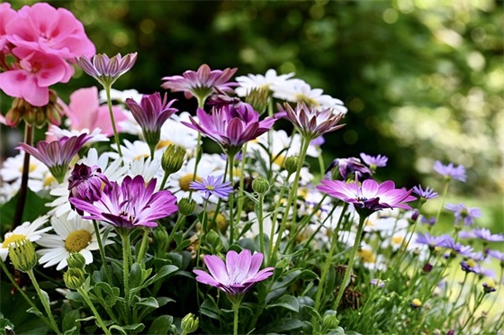 关于描写春天优美的句子