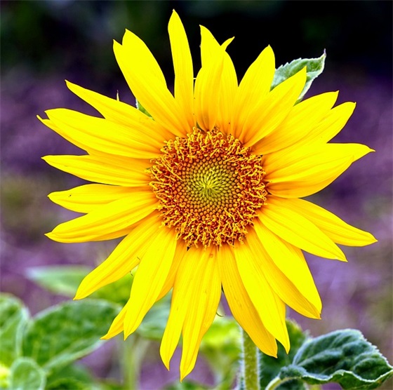 关于闺蜜生日的暖心句子(闺蜜生日快乐的一段话)