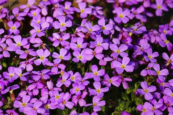 甜甜蜜蜜的情话句子 甜甜蜜蜜的情话