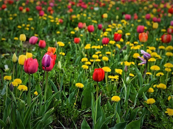 描写雪景的句子 雪景意境句子