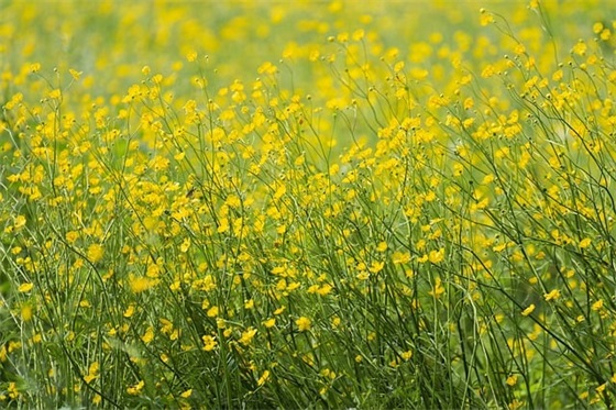 杜绝浪费粮食宣传口号精选(杜绝浪费粮食倡议书)