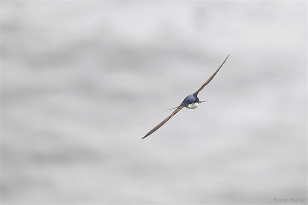 2026歌颂建国70周年现代诗词范文(2026年国庆节70周年标语)