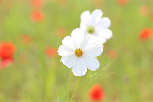 2026温馨七夕祝福短语录大全精选