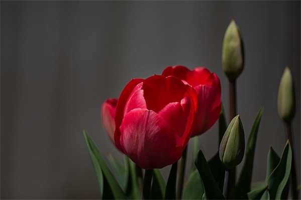 对小侄女的祝福语 对小侄女的生日祝福语