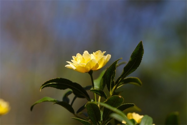 2026精选爱耳日口号 2026开门红激励口号押韵