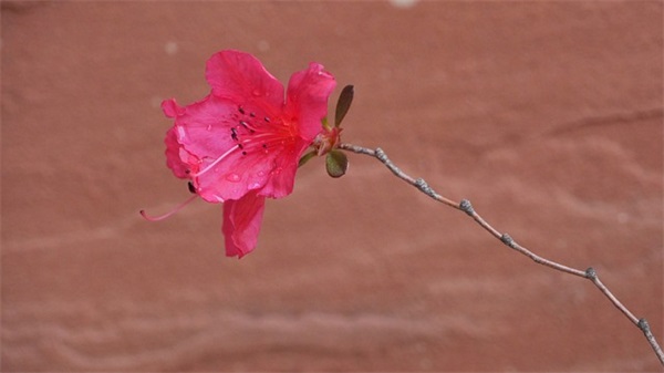 餐厅服务口号大全霸气37句