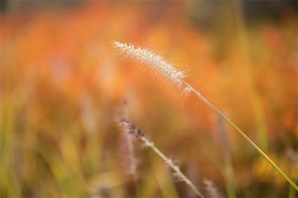 鼓励学生的句子