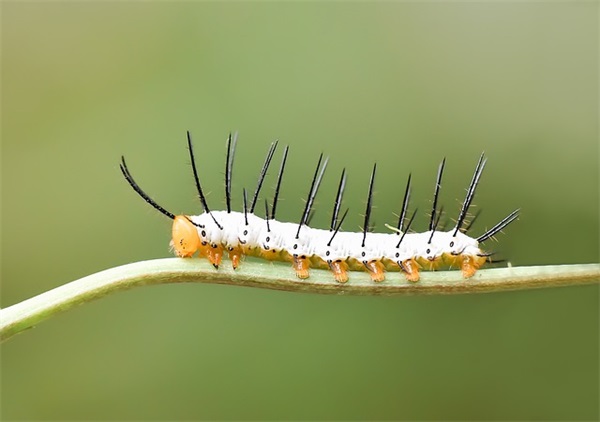 有关水的优美句子