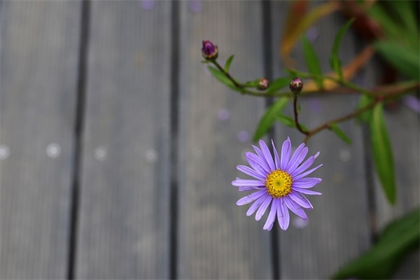 关于桃花的伤感句子14句