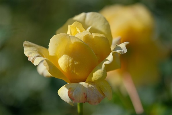 感情心寒语录短句辛酸创意文案(感情语录心痛的文案)