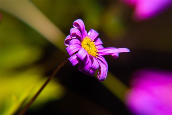 聪明女人语录55句