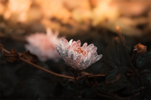 经典网络爱情语录大全