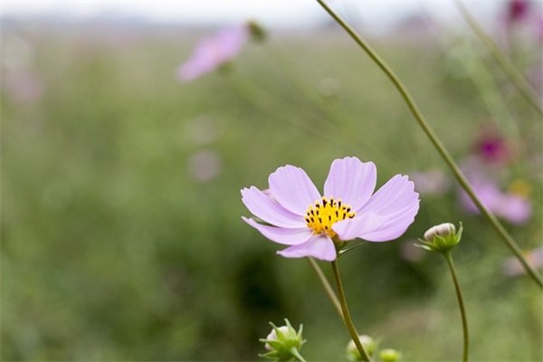 余生都是你的句子 往后余生经典语录
