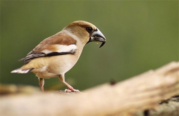 小学生最受用的鸡汤语录