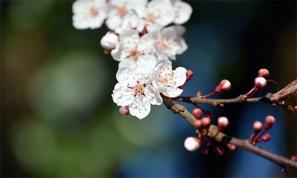 白求恩语录25句