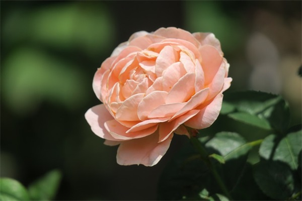 中国人寿内勤口号-53句