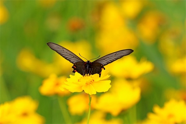 响亮的口号声-50句