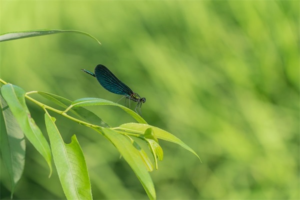 体操口号霸气-72句