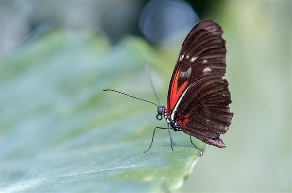 草本世界金针菇精华及金针菇本草纲目：它们是什么？有什么功效？